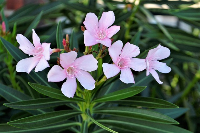 flowers, pink, white, grass, leaves, pink flowers, floral, nature, plant, spring, blossom, petal, summer, garden, color, leaf, natural, bloom, green, design, botanical, botany, day, decorative, gardening, sent, heavenly, pretty flowers, colors, colorful, romance, love, autumn, tree, seasons, branch, freshness, outdoors, bud, close up, beautiful, bright, blossoming, delicate, décor, fascinating, amazing, artistry, art, pleasant, peaceful, heaven, stem, flower background, sunny, godly, creation, creative, work of god, black, brown, blossomy, botanic, dendritic, efflorescent, flower-patterned, beautiful flowers, flowery, herbaceous, sylvan, verdant, free image, lotus flower, orchid, peonies, flower wallpaper, tulips, hydrangea, green work, green art, green god, green peace, green heaven, green creative