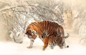 tigers, cub, snow, trees, forest, mother and child, family, tiger family, young, siberian tigers, wild cats, animals, wildlife, wilderness, wildlife photography, animal world, panthera tigris altaica, young animal, nature, winter